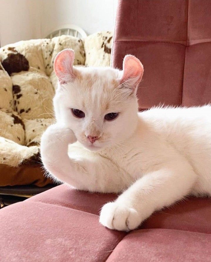 sobat meow tweet media