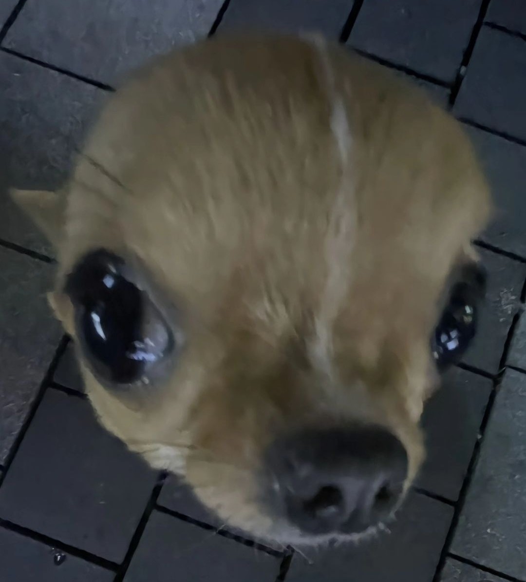 「 ʟᴠʟ. #̴̛͜͝#̵͎̄̍#̸̤̒̿ 」 𝐒𝐔𝐁𝐉𝐔𝐆𝐀𝐓𝐎𝐑. tweet media