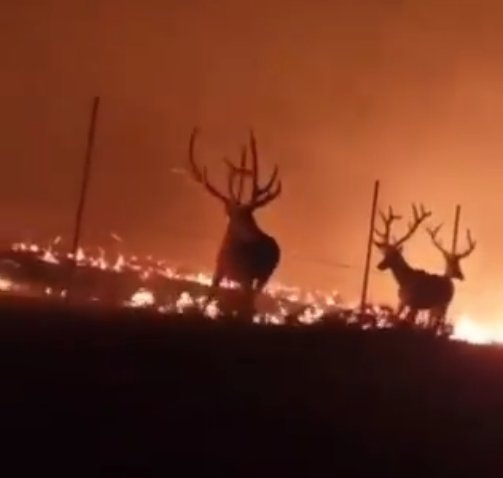 dastansullivanx's tweet photo. Hay gente muriendo, gente que lo está perdiendo todo, animales muriendo, el campo arruinado y todo por las políticas verdes de este gobierno de HIJOS DE LA GRAN PUTA, pero la culpa es de Ayuso y el cambio climático...

O hacemos algo YA o destruyen este país completamente https://t.co/Xcad42U2we