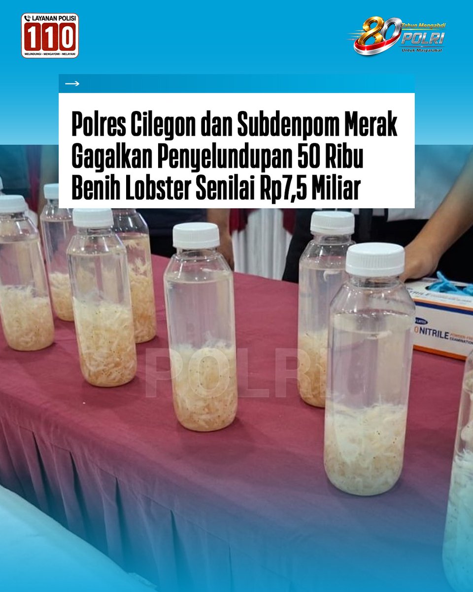 Humasres_Rohil's tweet photo. Polres Cilegon bersama Subdenpom III/4-2 Merak menggagalkan penyelundupan sekitar 50.000 ekor benih bening lobster (BBL) senilai Rp7,5 miliar di Dermaga Eksekutif Pelabuhan Merak, Banten. Pengungkapan bermula dari kecurigaan petugas terhadap sebuah mobil https://t.co/DOor4YyKrF