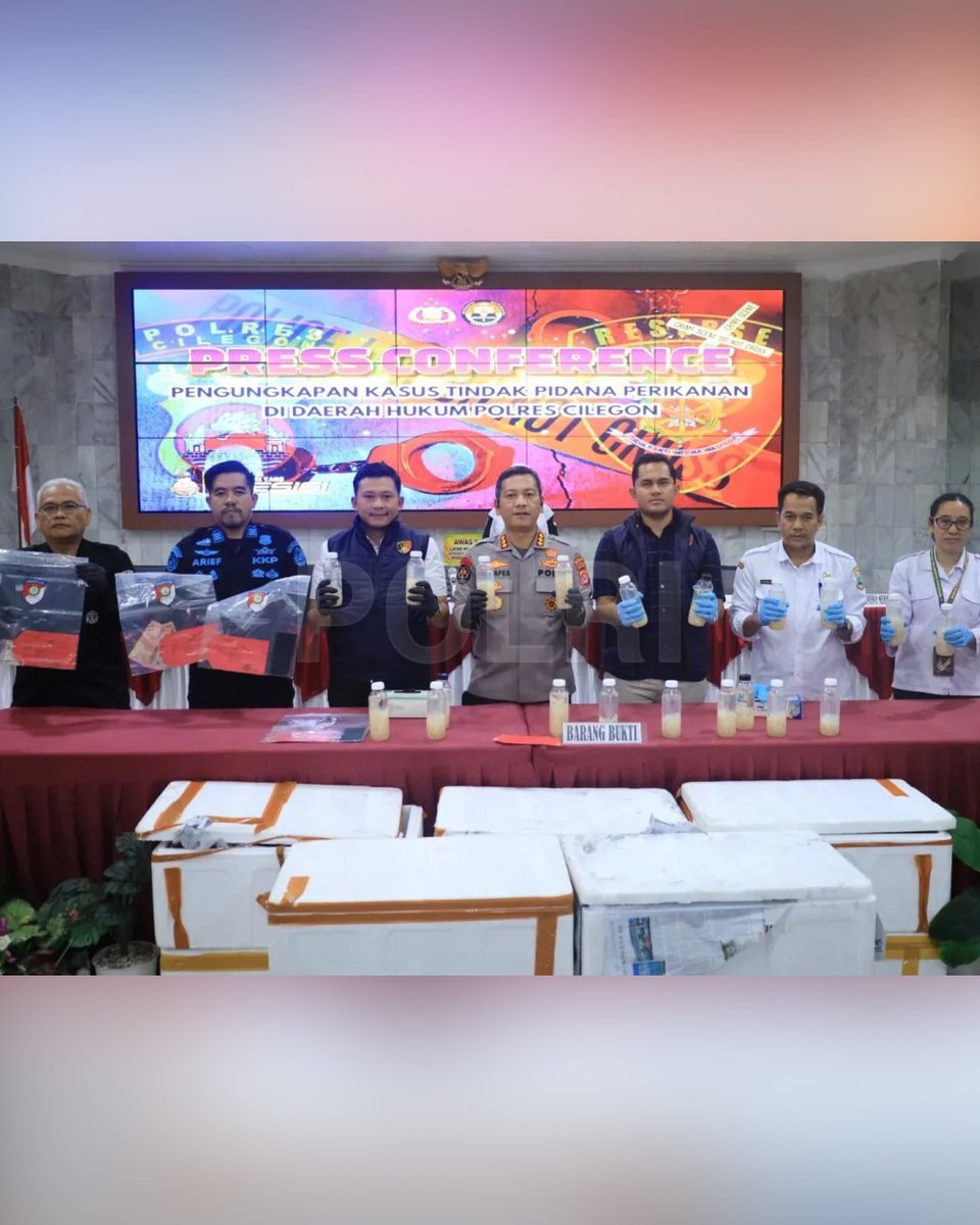 Humasres_Rohil's tweet photo. Polres Cilegon bersama Subdenpom III/4-2 Merak menggagalkan penyelundupan sekitar 50.000 ekor benih bening lobster (BBL) senilai Rp7,5 miliar di Dermaga Eksekutif Pelabuhan Merak, Banten. Pengungkapan bermula dari kecurigaan petugas terhadap sebuah mobil https://t.co/DOor4YyKrF