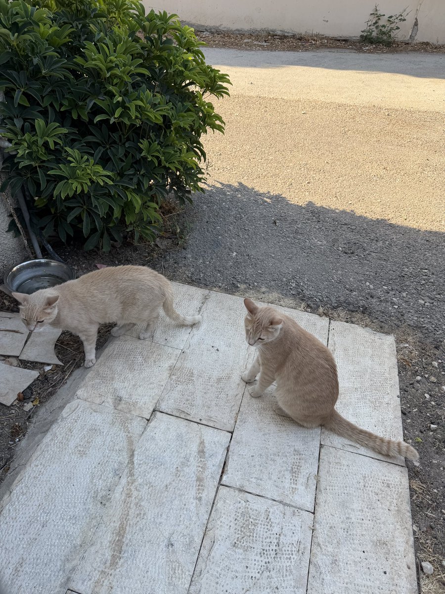 almostalma's tweet photo. בטוח יש מחקרים פסיכולוגיים 
על למה דווקא אותו הוא החליט לתקוף, מכל החתולים ברחוב. https://t.co/wWFdU2UX7m