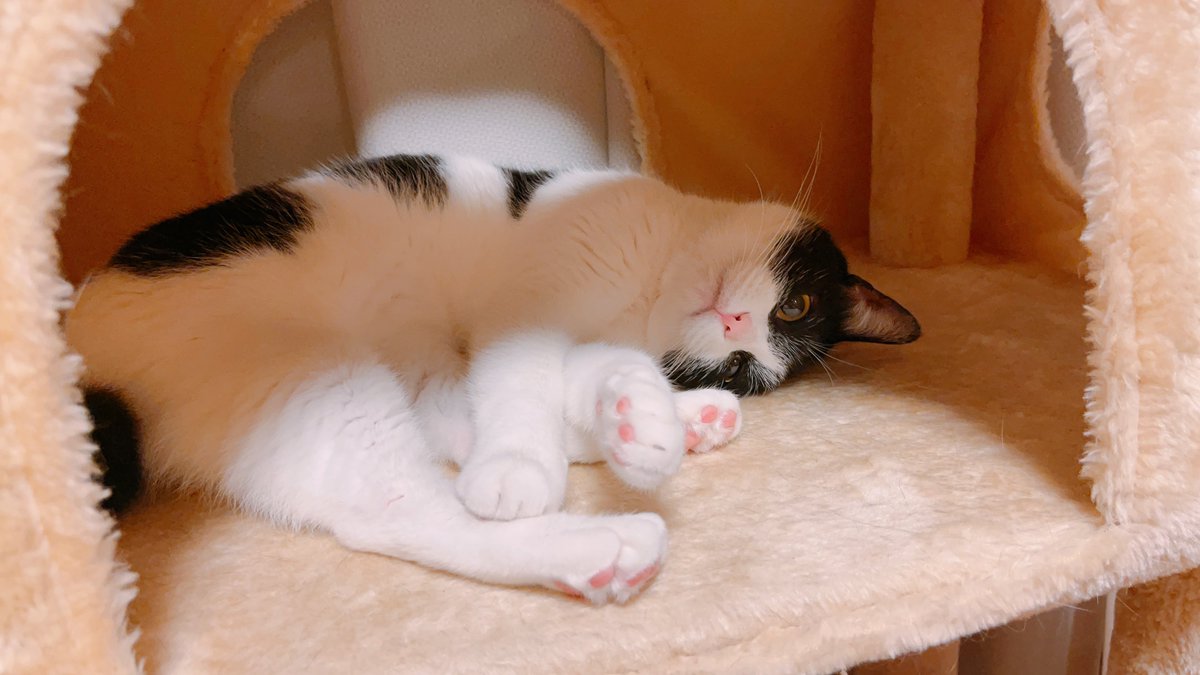 manaliko_'s tweet photo. くつろぎマナちゃんです https://t.co/vNCOOauKzy