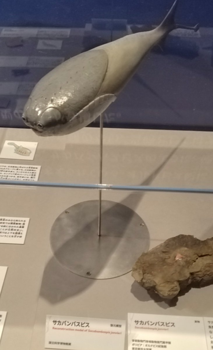 ALTkouma's tweet photo. 絶滅展的なところ行ってきた https://t.co/8QM5HQZQDc
