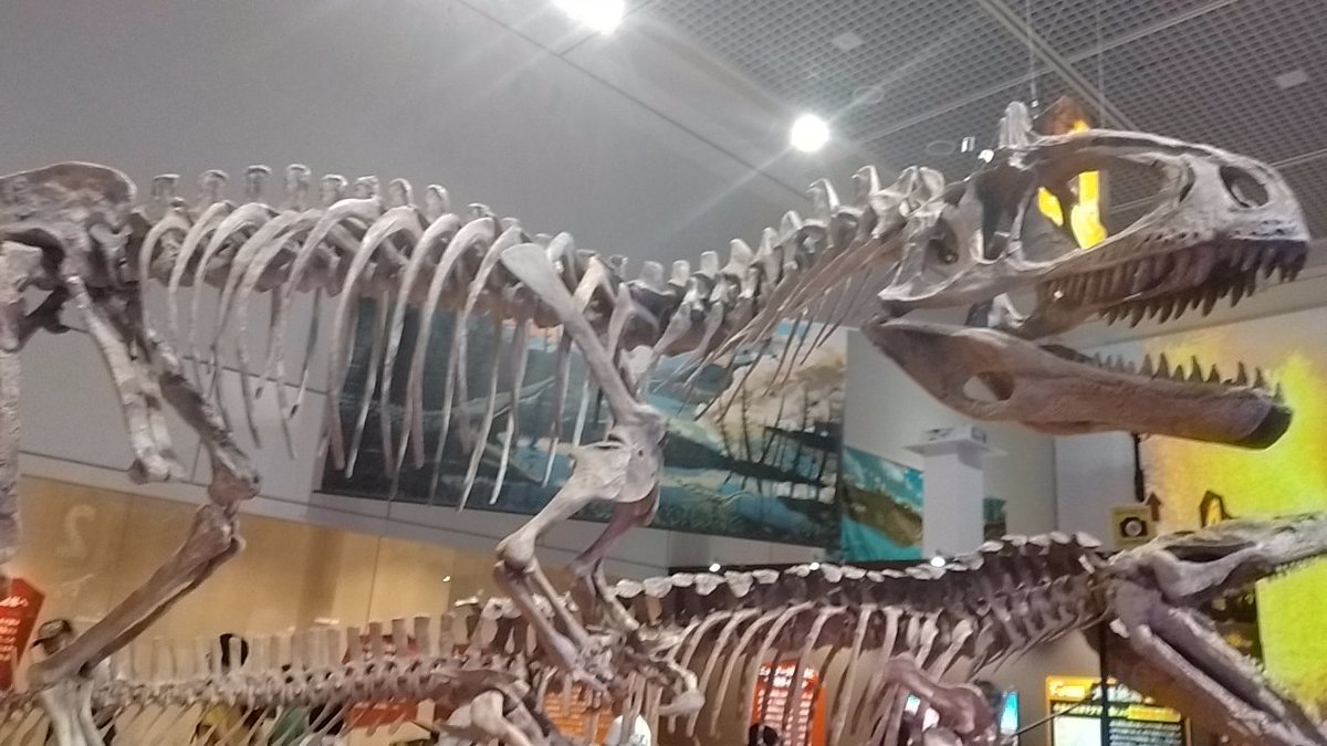 ALTkouma's tweet photo. 絶滅展的なところ行ってきた https://t.co/8QM5HQZQDc