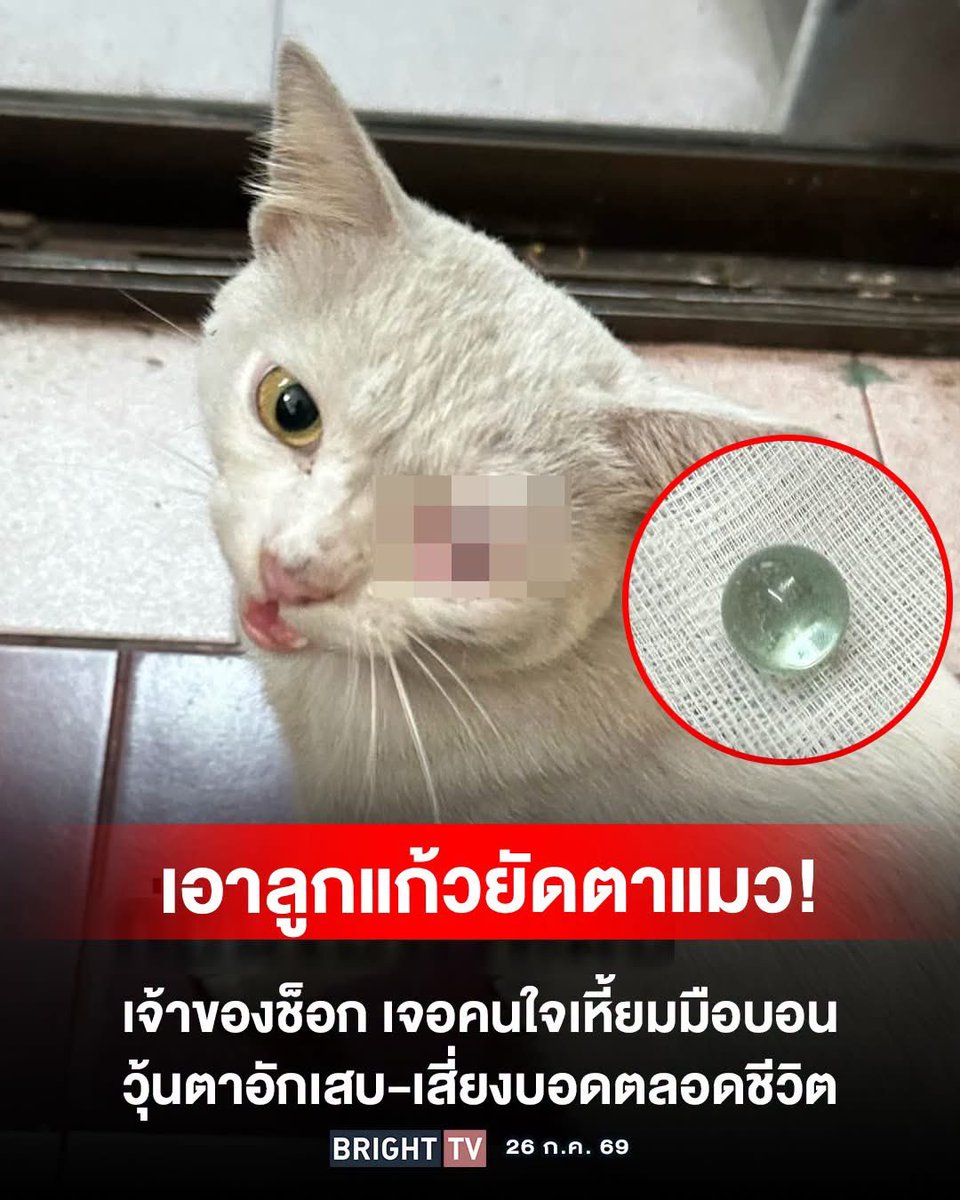 A_Kawin's tweet photo. ทำไมใจร้ายแบบนี้   ยิ่งกว่าสัตว์เลวยิ่งกว่าสัตว์
ไม่ชอบก็แค่ไล่ไปก็พอ 🤬

กลายเป็นประเด็นร้อนในโลกโซเชียล หลังเจ้าของแมวออกมาเผยเหตุการณ์สุดสะเทือนใจ เมื่อสัตว์เลี้ยงที่ปล่อยออกไปเดินเล่นตามปกติ กลับบ้านมาพร้อมอาการบาดเจ็บที่ดวงตา โดยพบว่ามีลูกแก้วติดอยู่บริเวณดวงตา จนต้องรีบนำส่งสัตวแพทย์เพื่อรักษาเป็นการด่วน

เมื่อวันที่ 23 กรกฎาคม 2569 ผู้ใช้เฟซบุ๊กรายหนึ่งได้โพสต์เล่าเหตุการณ์ พร้อมระบุว่า แมวของตนออกไปเดินเล่นเหมือนทุกวัน แต่เมื่อกลับมาพบว่ามีสิ่งแปลกปลอมติดอยู่ที่ดวงตา สร้างความตกใจและเสียใจอย่างมาก พร้อมตั้งคำถามถึงผู้ที่ก่อเหตุว่า เหตุใดจึงเลือกกระทำกับสัตว์ที่ไม่สามารถปกป้องตัวเองได้

เจ้าของยังระบุว่า แม้จะไม่ชอบสัตว์ ก็สามารถหลีกเลี่ยงหรือไล่ให้ออกห่างได้ แต่ไม่ควรใช้ความรุนแรง พร้อมฝากขอให้สังคมเห็นคุณค่าของชีวิตสัตว์ ไม่ว่าจะเป็นสัตว์เลี้ยงหรือสัตว์จรจัด เพราะไม่มีตัวใดสมควรถูกทำร้ายในลักษณะเช่นนี้

ต่อมา วันที่ 24 กรกฎาคม 2569 เจ้าของได้อัปเดตอาการของแมว หลังเข้ารับการรักษาจากสัตวแพทย์ โดยแพทย์วินิจฉัยว่ามีภาวะวุ้นตาอักเสบและมีเลือดคั่งภายในดวงตา ขณะนี้ยังไม่สามารถประเมินได้ว่าจะสูญเสียการมองเห็นหรือไม่ โดยดวงตาข้างซ้ายยังมองไม่เห็น ต้องติดตามอาการอย่างใกล้ชิด พร้อมรักษาด้วยการหยอดยาและฉีดยาต่อเนื่อง

เจ้าของเปิดเผยเพิ่มเติมว่า เดิมเลี้ยงแมวไว้ภายในบ้าน แต่แมวมักหนีออกไปด้านนอกอยู่เป็นประจำ แม้จะเคยขังกรงก็สามารถพังกรงออกไปได้ หลังเกิดเหตุจึงเพิ่มความระมัดระวังมากขึ้น เพื่อป้องกันไม่ให้เกิดเหตุซ้ำอีก พร้อมขอบคุณทุกกำลังใจที่ส่งเข้ามา และจะอัปเดตอาการของแมวเป็นระยะ

Cr.Fars Paramee