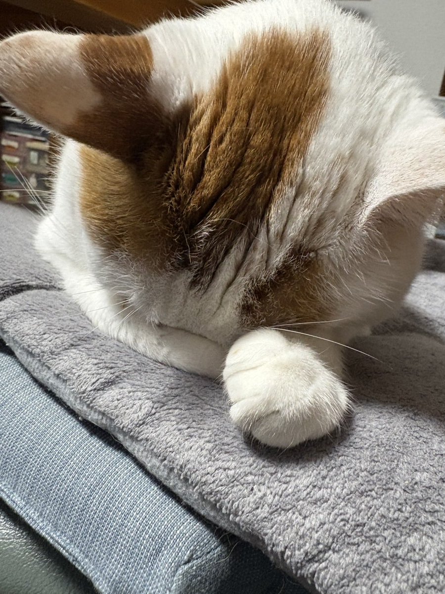 nekomaguro624's tweet photo. おはようございます https://t.co/LhRDbwC1Lw