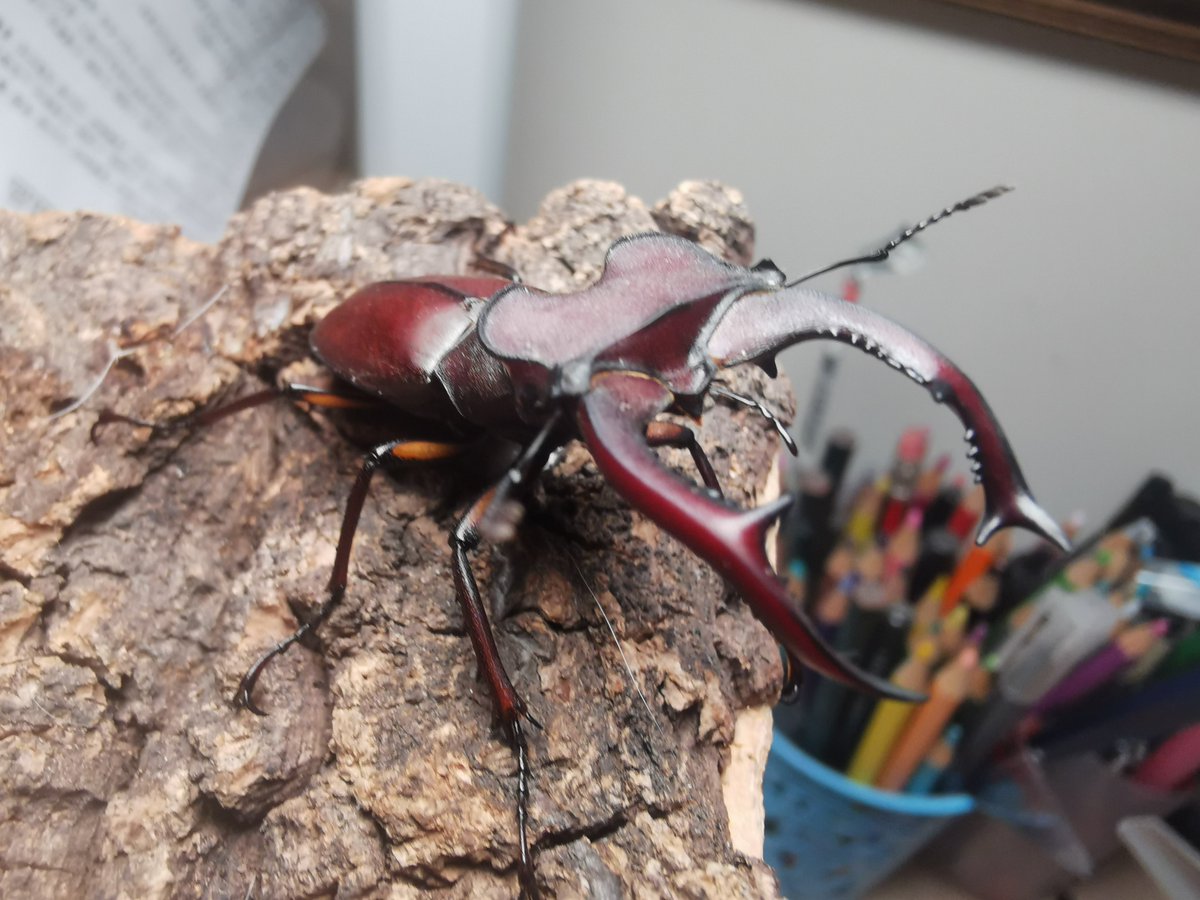 PIL114514's tweet photo. 幸运深山Lucanus fortunei https://t.co/AU0xbIs2fg