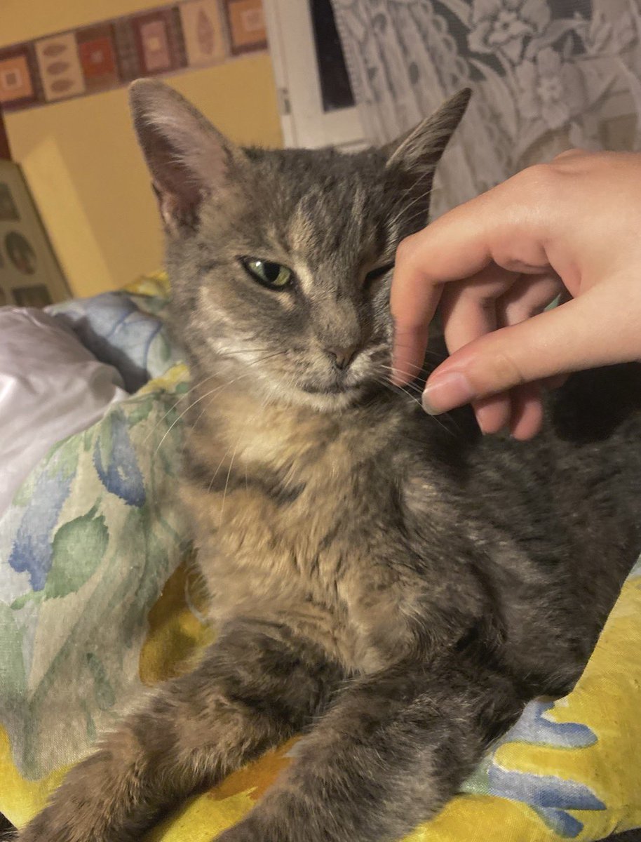 1Aerys's tweet photo. 🚨REPARTAGEZ SVP🚨

Suite aux incendies et évacuations, j’ai perdu mon chat, Moumoune, en arrivant à Podensac (33720)
Elle a besoin d’un traitement journalier pour sa survie. Elle est identifiée. Si vous l’apercevez envoyez moi un mp svp

#incendies #gironde #feux #FeuxDeForêt https://t.co/kWpWvudFaL