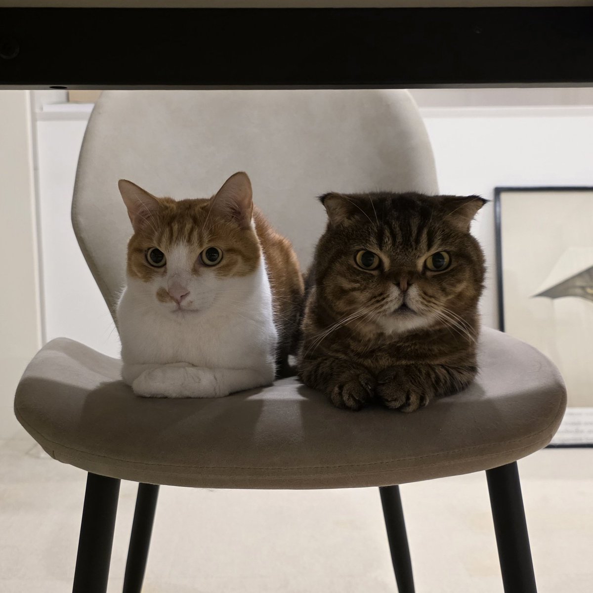 LuvcatClaire's tweet photo. 분명히 할 말이 있는 고양이. https://t.co/nNFrZ1EmZP
