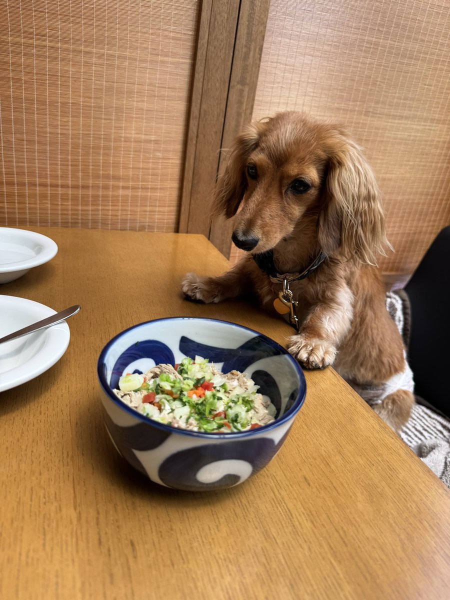 belltterxx's tweet photo. 🐕ベルさん
ドギーズアイランドの日本料理レストランで👴👩🐕優雅な🍣ランチしました🍽️
🐕ワンちゃんの海鮮丼🍚を食べました。
#小谷流の里ドギーズアイランド
#ダックスフンド
#ミニチュアダックスフンド
#トゥクトゥク犬 https://t.co/RC3qGHdfG2