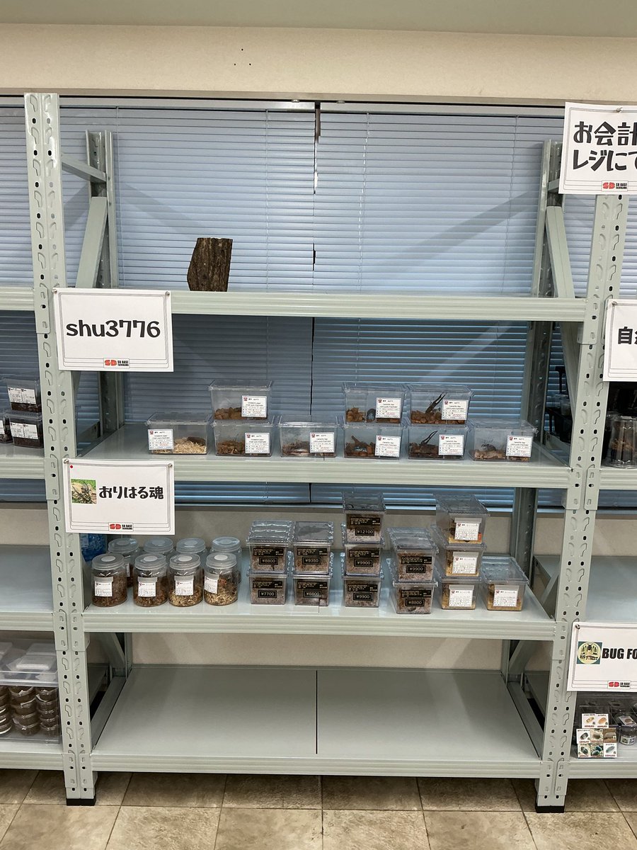 sbbasekanrinin's tweet photo. shu3776 さんのブース追加生体入荷しました
ペレンメタリフェルホソアカ♂90upペア最大94mm複数並んでいます
前回同様多数の90upメタリを出品しているので、今度飼育のコツ聞かなきゃガハハ https://t.co/ehxlouFiDZ