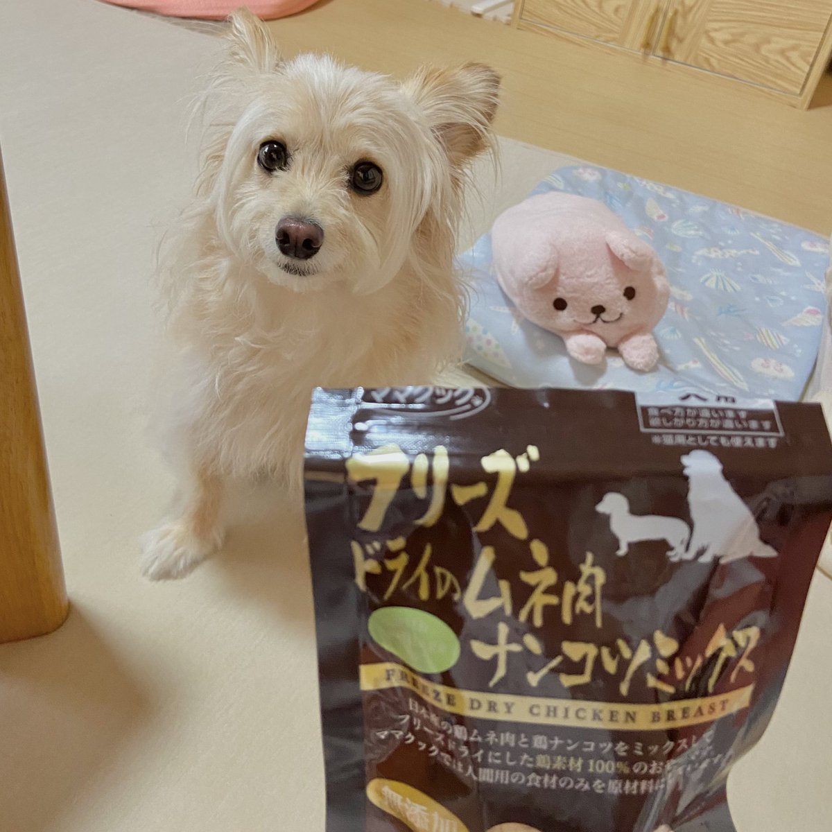 Fuwa_chihuapoo's tweet photo. うまうまレベル：⭐️⭐️⭐️
きょうのおやつ
ぱふぱふしてて めちゃうま〜！
ふわりちゃん にっこり ꒰՞ ˙༥˙ ՞꒱🎀
 #犬のいる暮らし #犬 #ぷわわ https://t.co/zWZqz8sNae