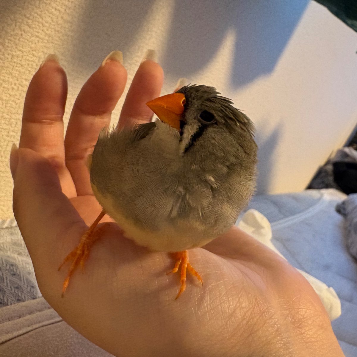xxxbluerayxxx's tweet photo. 家族が増えました🐤🐤
東雲ちゃん、月齢3ヶ月でのお迎えです。
しのちゃん、しーちゃんと呼んでます！
とてもかわいいかわいいです https://t.co/KVsJjLvegE