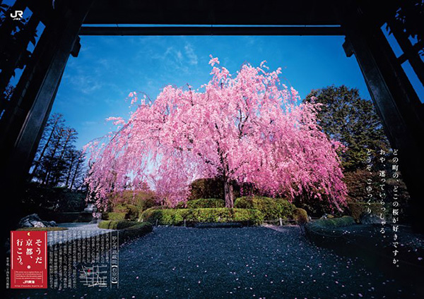 NebotXisco's tweet photo. Woke up to golden sunlight filtering through cherry blossoms in Kyoto, sipping matcha at a tiny alley café—this is the kind of soft, perfect travel moment I’ll carry in my heart forever. https://t.co/QPyh3acE5H