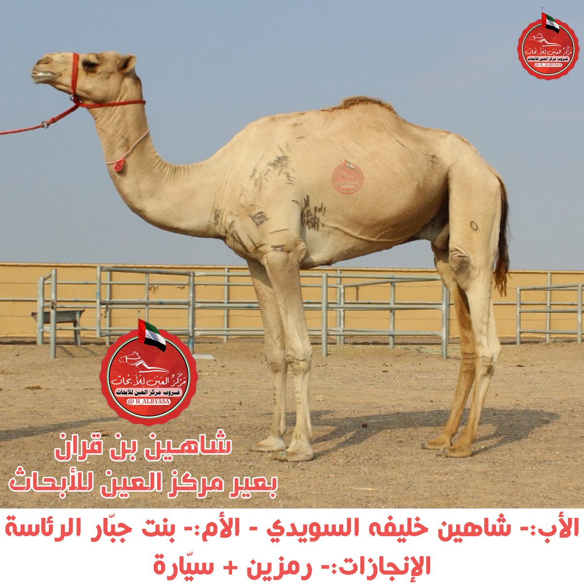 ALAIN_R_C's tweet photo. *نتايج ميدان المشرف*🔻
*الجمعة@24.7.2026*
*سن الفطامين*

*مسافة2كم*

الشوط الثالث :
الشاهينيه لـ سالم بن سليم العمري 
التوقيت الزمني:2:51

https://t.co/r4PoaQA68f

الأب:- شاهيـن بن قـــرّان بعير مركز العين للأبحاث

- تضيف النقطة الثالثـــ 3 ـــة في رصيدها https://t.co/ENX76qyyuR