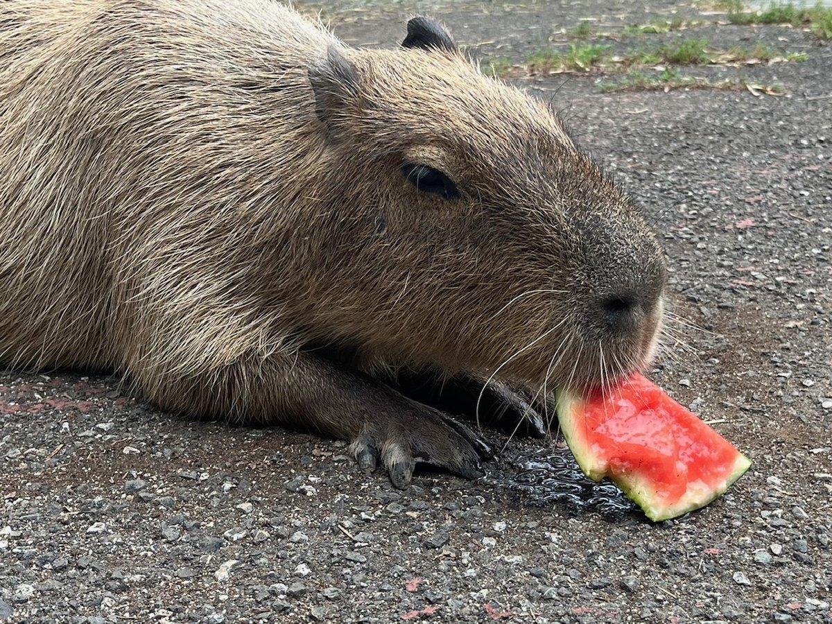 saitamazoo_tw's tweet photo. 本日開催のスイカ早食い競争🍉初出場の「すだち」のタイムは4分18秒でした！おいしそうにスイカを食べてくれた、すだちの結果は…4位でした～！終始落ち着いて食べてくれました！おつかれさま、すだち☺
＃カピバラ
＃カピバラのスイカ早食い競争
＃埼玉県こども動物自然公園 https://t.co/KcrcqLNaWK
