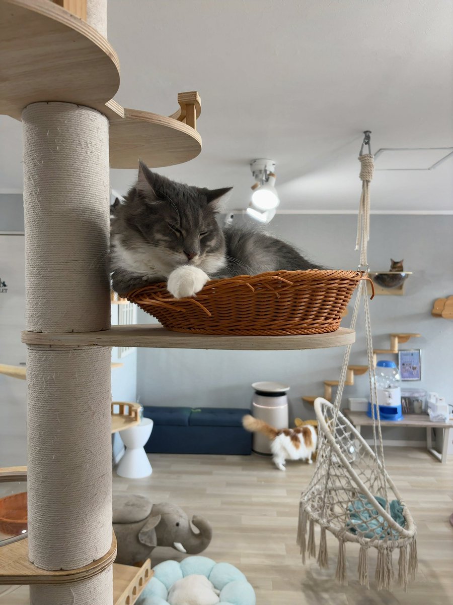 2560715nt's tweet photo. 猫カフェなう https://t.co/IeBGypENWX