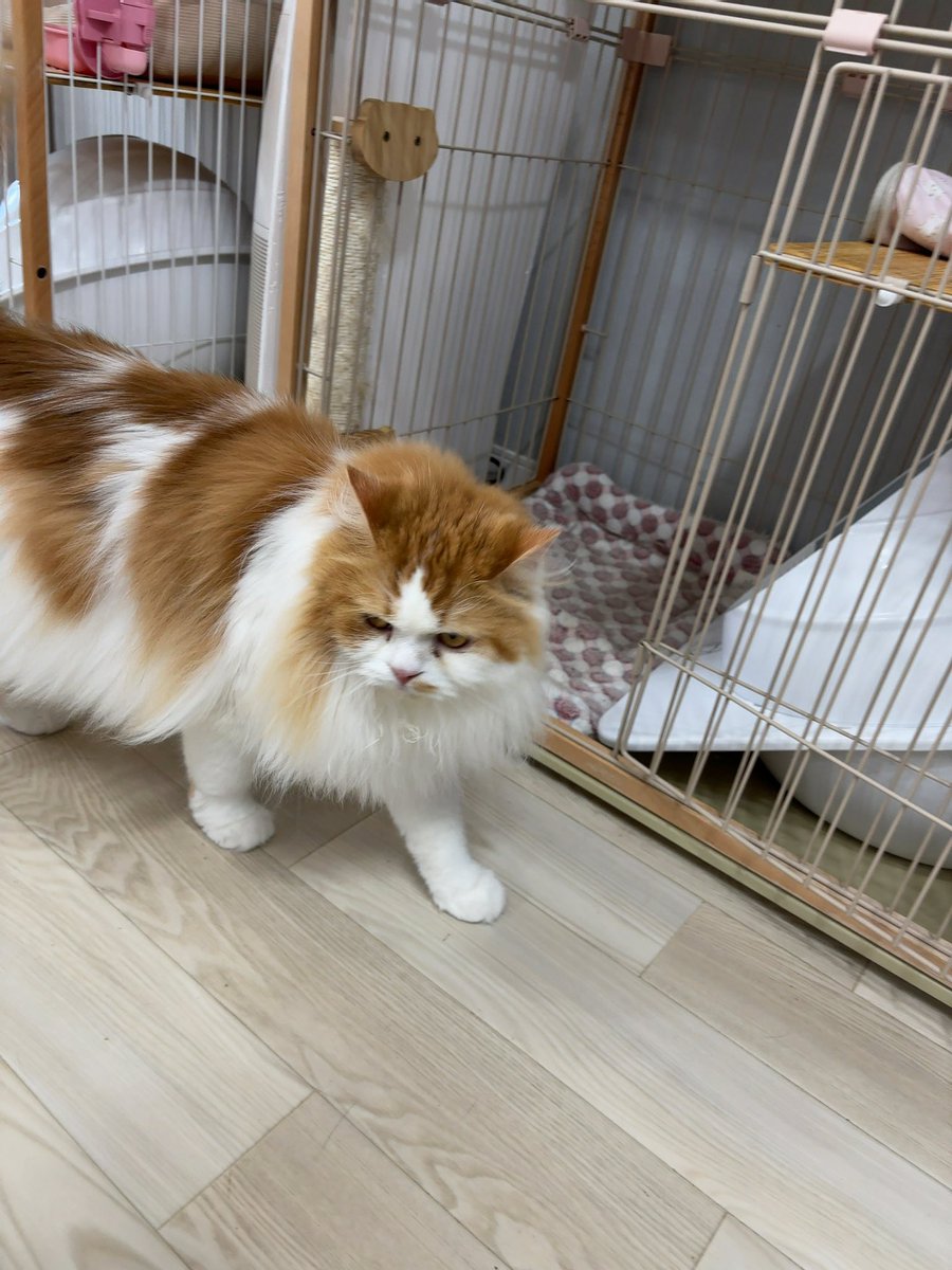 2560715nt's tweet photo. 猫カフェなう https://t.co/IeBGypENWX