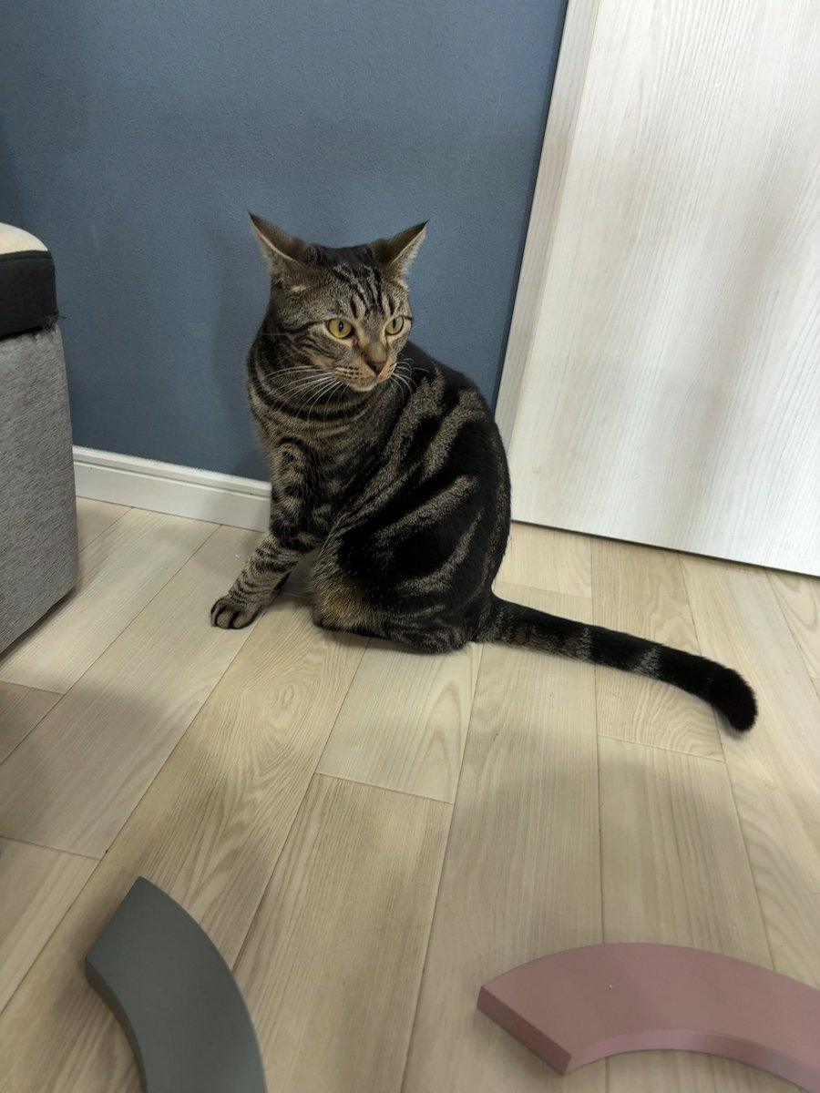 2560715nt's tweet photo. 猫カフェなう https://t.co/IeBGypENWX