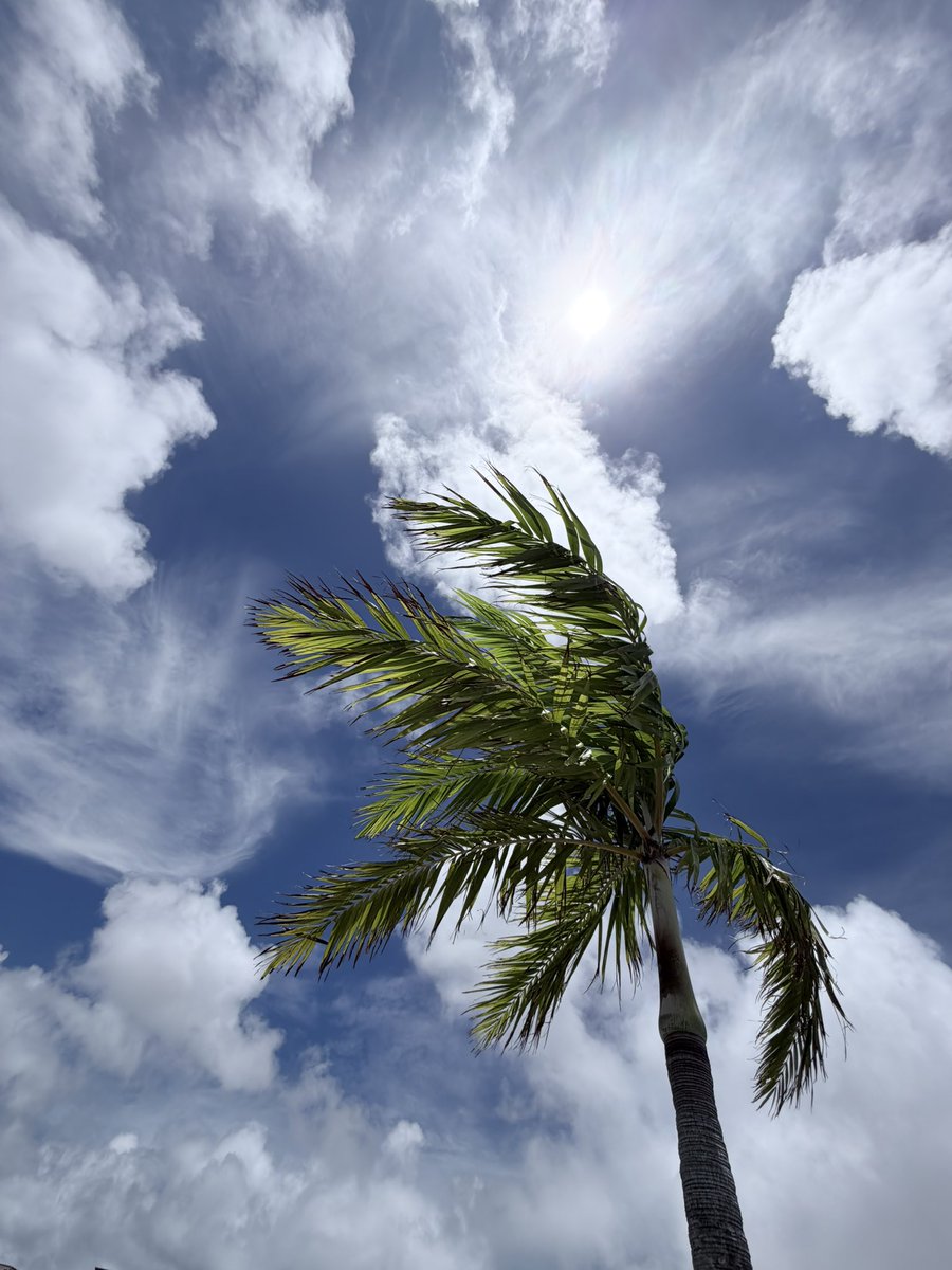 wankono1106's tweet photo. ついつい撮ってしまう写真🌴
#okinawa #urasoe https://t.co/yrO0agclWd