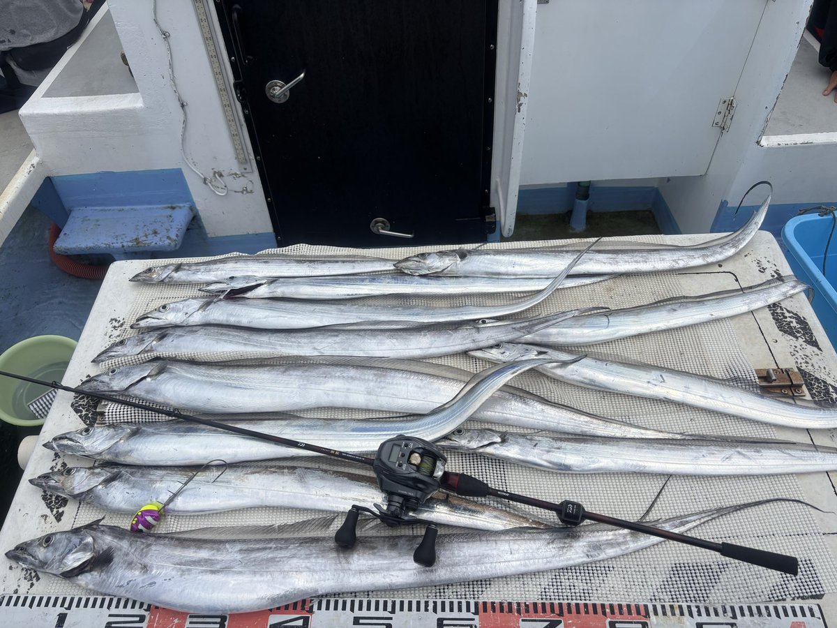 fates0526's tweet photo. テンヤタチウオ修行2日目は12匹。
かけ損なった魚も多々居るのでまたリベンジです🔥 https://t.co/gzLSQaOIlR
