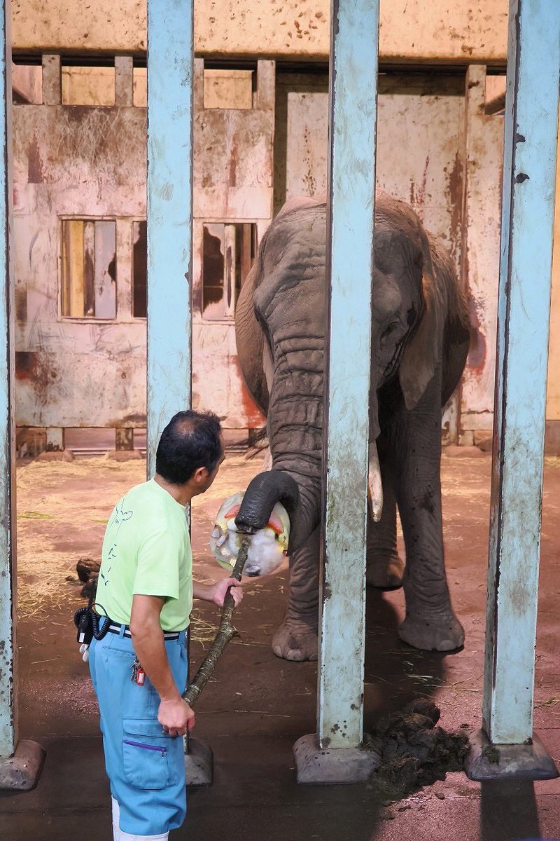omoriyama_zoo's tweet photo. 【 #夕涼み動物園 へのご来園ありがとうございました】
最終日となる25日は、週替わり特別イベント「アフリカゾウのスペシャルまんまタイム」を開催。果物などを凍らせて作った飼育員特製巨大アイスキャンディーを花子にプレゼントしました。8月は #夜の動物園 を開催しますので、ぜひお越しください。 https://t.co/jEDMzaHVDb