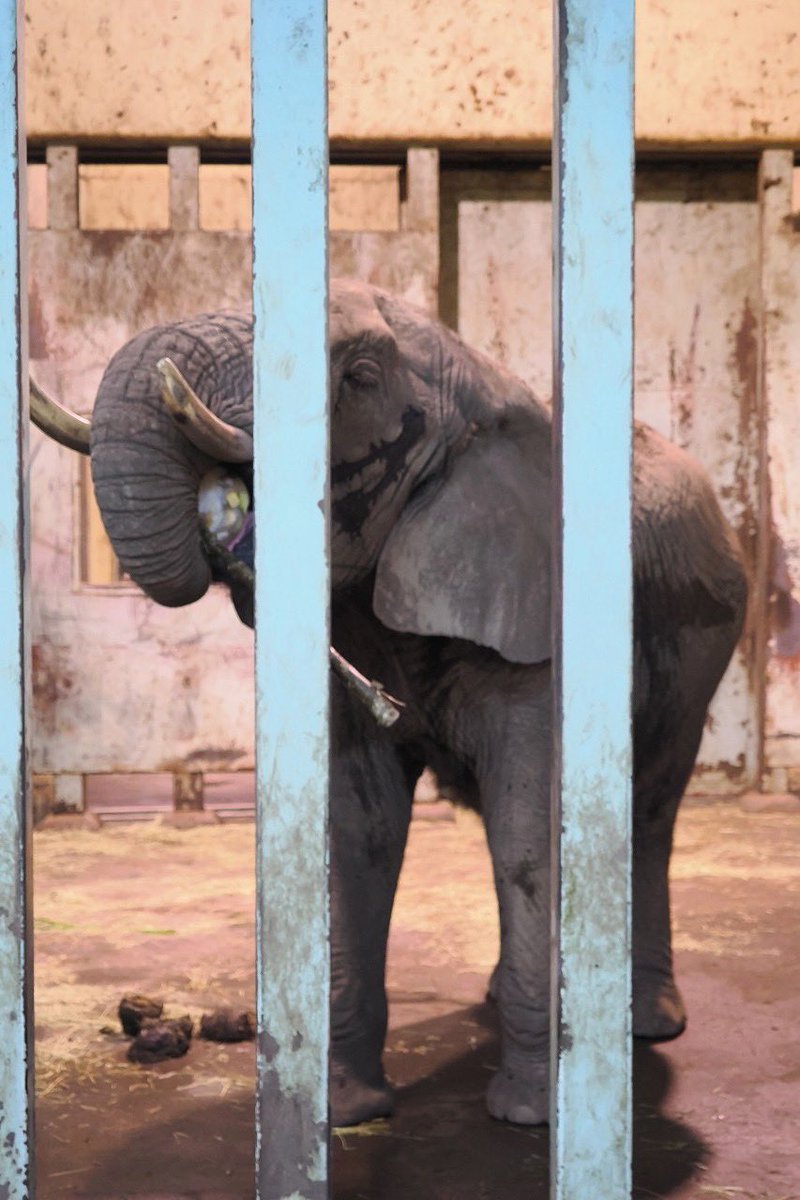 omoriyama_zoo's tweet photo. 【 #夕涼み動物園 へのご来園ありがとうございました】
最終日となる25日は、週替わり特別イベント「アフリカゾウのスペシャルまんまタイム」を開催。果物などを凍らせて作った飼育員特製巨大アイスキャンディーを花子にプレゼントしました。8月は #夜の動物園 を開催しますので、ぜひお越しください。 https://t.co/jEDMzaHVDb