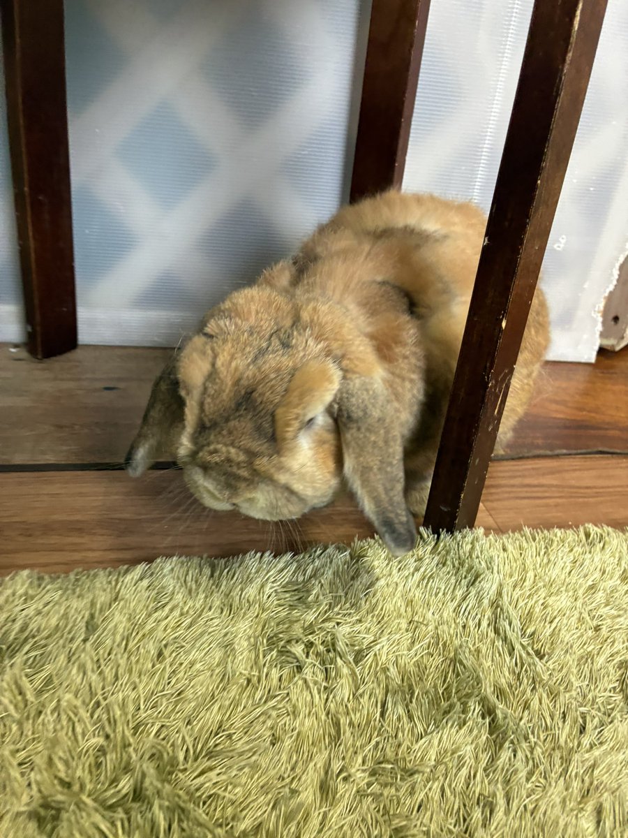 usea21's tweet photo. ちいかわの映画、前情報ゼロで行っちゃって後悔
映画の後、行きたかったうさぎカフェに行って癒されてちょっと正気とりもどしたけどほんとーにこわかった https://t.co/91yrDAlZ2L