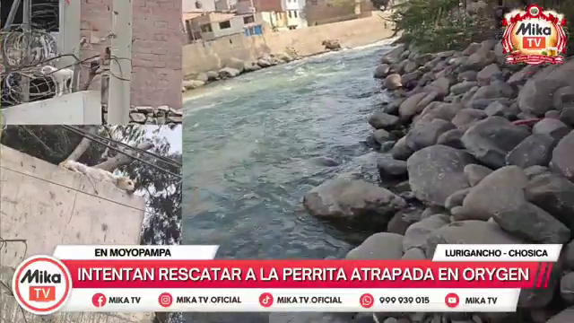 ALCOPERU's tweet photo. Solicitan ayuda de voluntarios y rescatistas profesionales para #rescate de una perrita que está dentro de las instalaciones de ORYGEN en Chosica. Quienes deseen ayudar llamar a Angélica al  902090049
(Lurigancho-Chosica). Video: https://t.co/kEiU3vd5eK #Comparte https://t.co/SFruZbIuMq