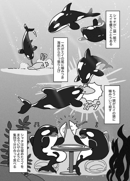 hasya31's tweet photo. シャチがマンボウを爆散させる動画が話題ですがシャチはエイを半分こにしたり、アザラシを流氷ごとひっくり返したりもするそうです🌊🦭 https://t.co/JPfEUy94od