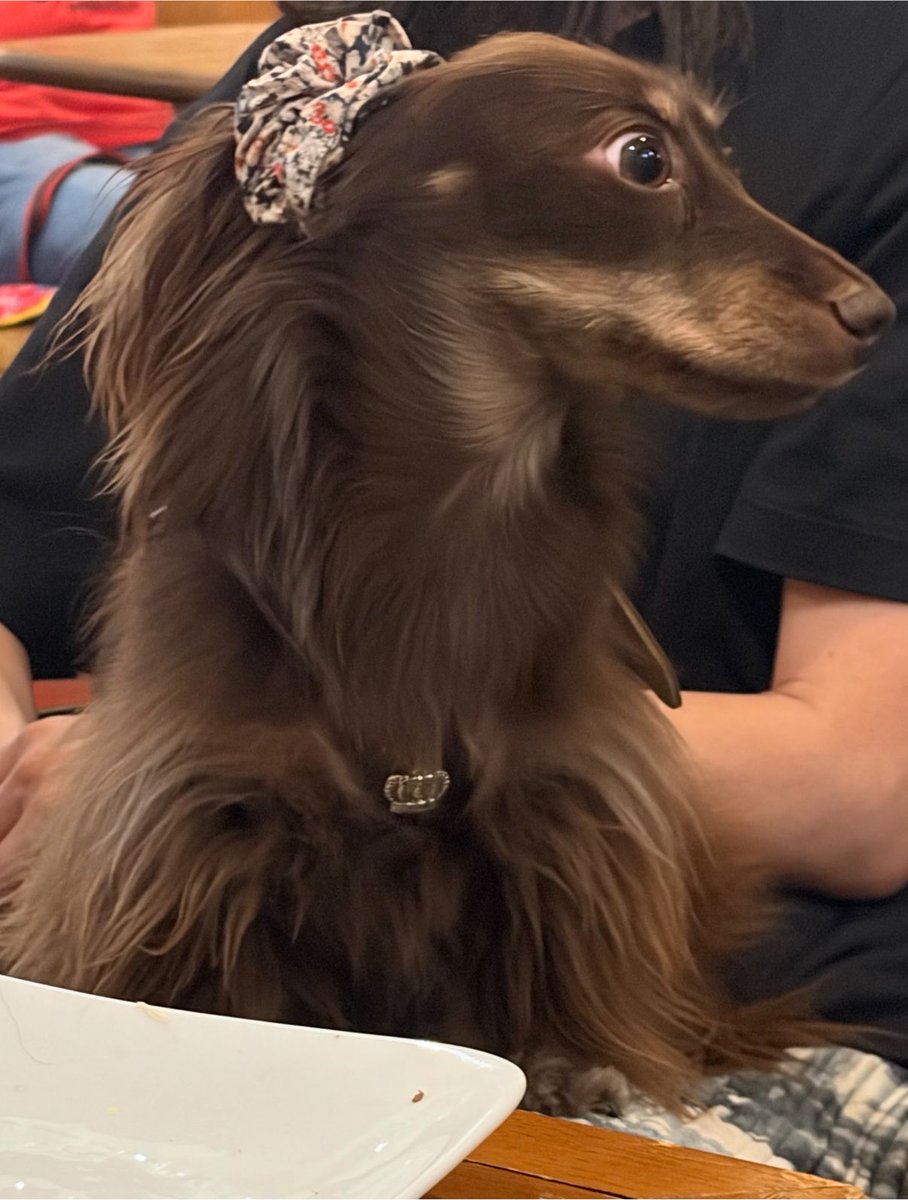 ponmmm_'s tweet photo. イタチいぬ🐶🌻💎 https://t.co/W2UEeqLgFp