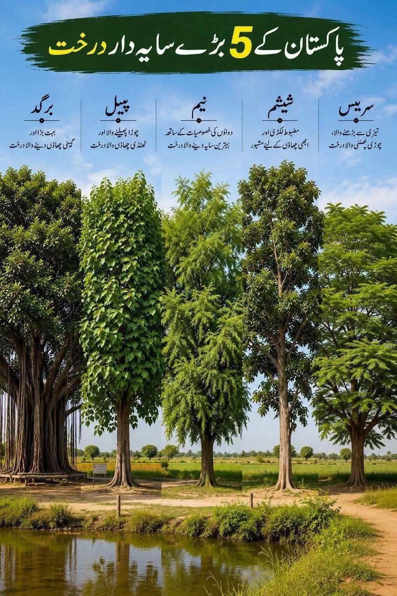 Khurram_zakir's tweet photo. پنجاب کی دھرتی بہت زرخیز ہے یہاں کی آب و ہوا کے حساب سے نیم پیپل برگد شیشم بہت زبردست درخت ہیں جو ماحول دوست بھی ہیں اور گھنی چھاؤں بھی دیتے ہیں سفیدہ جو ہم نے بے تحاشہ لگایا ہے وہ زیر زمین پانی کو بہت نقصان پہنچاتا ہے اور اسکا سایہ نہ ہونے کے برابر ہے 
اپنے اپنے گھروں کھیتوں سڑکوں کے ساتھ یہ درخت لگائیں آنے والی نسلوں کے لئے اس سے بہتر کوئی تحفہ نہیں ہے
