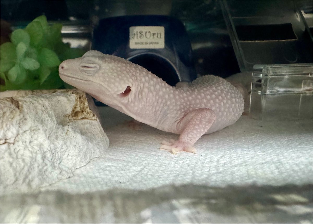gecko_sky's tweet photo. アゴのせ寝。 https://t.co/hq0ArB5jaL