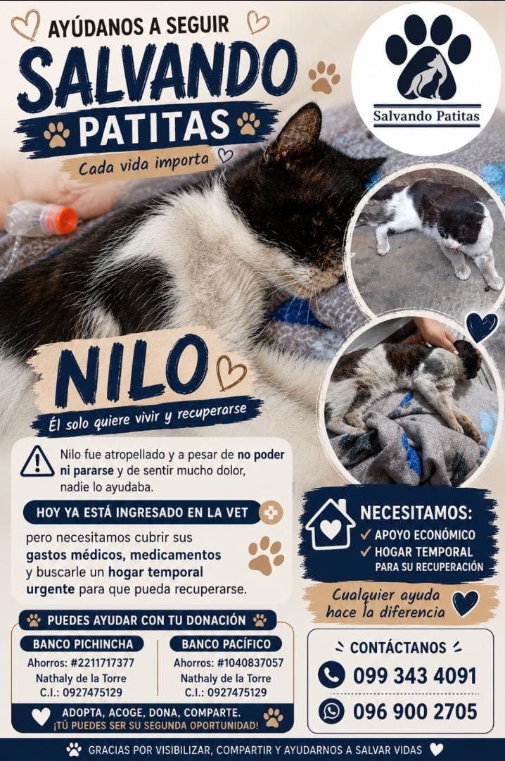 SalvandPatitas's tweet photo. Nilo nos necesita, todo suma por favor 🐱🐾❤️‍🩹 https://t.co/wfbE59U86U