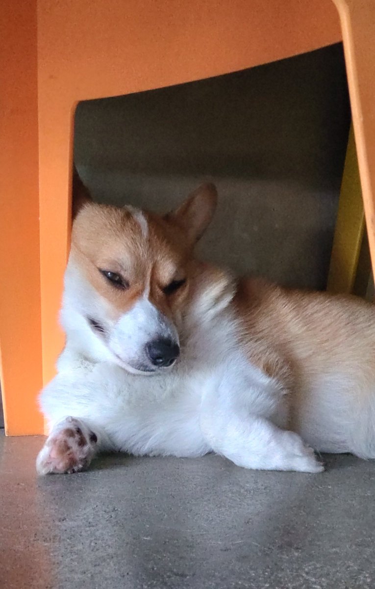 corgi_molmol428's tweet photo. ＃コーギーのいる暮らし
お気に入りの場所で寝てる姿が
オモロすぎるのよwww
寝にくくないのか? https://t.co/NRXkKcTDta