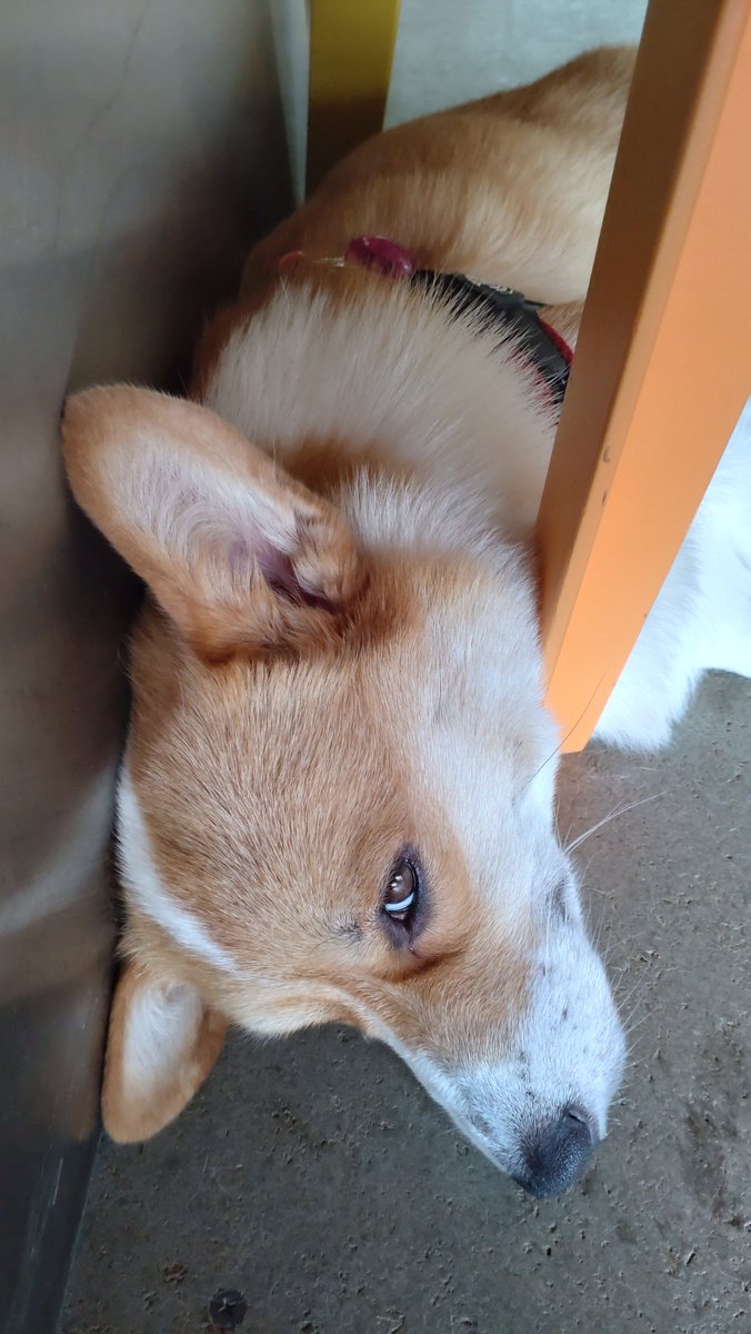 corgi_molmol428's tweet photo. ＃コーギーのいる暮らし
お気に入りの場所で寝てる姿が
オモロすぎるのよwww
寝にくくないのか? https://t.co/NRXkKcTDta