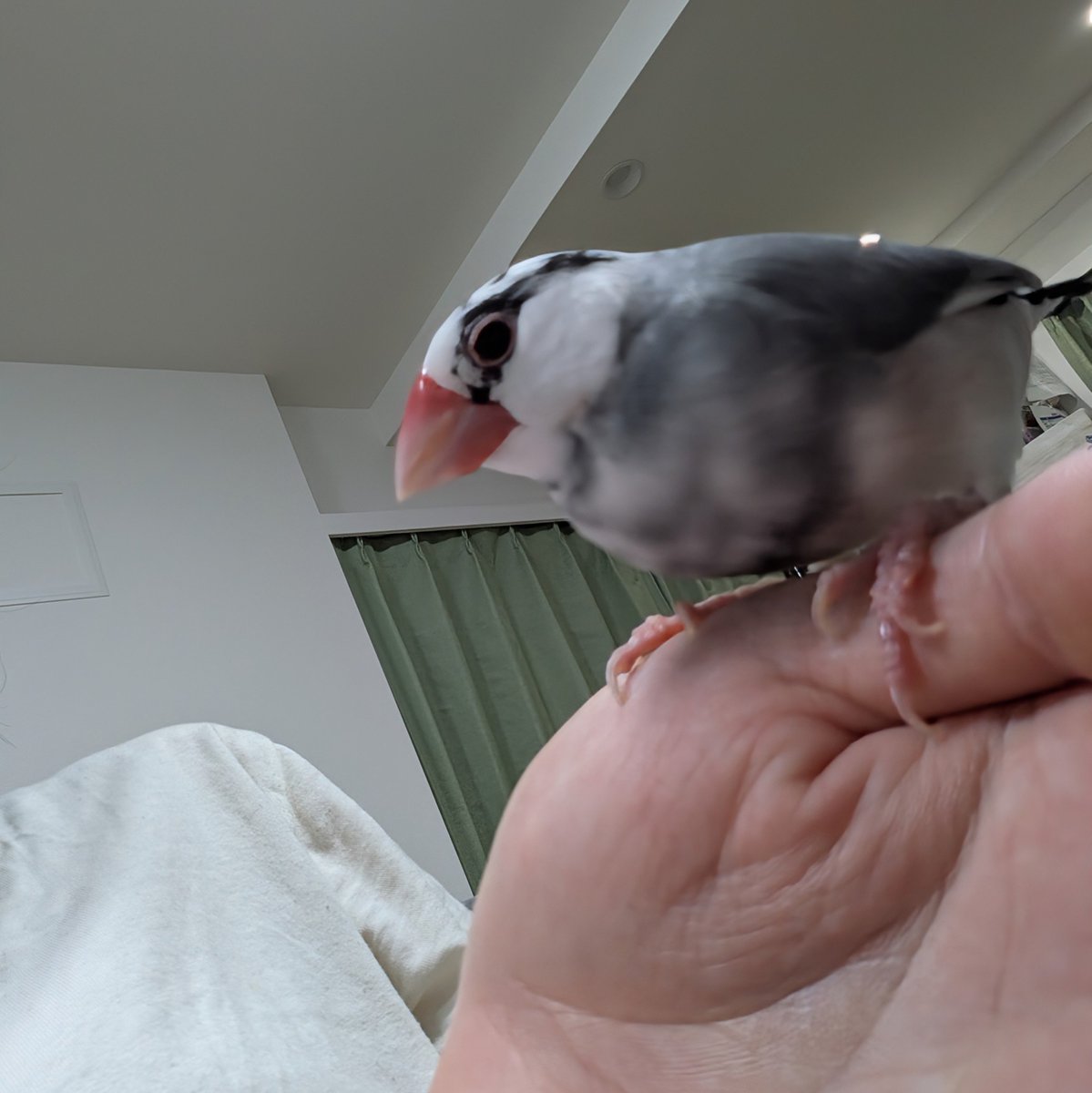 dayakas_'s tweet photo. ペットショップに可愛いキンカチョウのお雛様がいて大変心が揺らぎましたが、キャパシティ��に一度に1羽の鳥しか愛せそうにないので、理性で抑えました。 https://t.co/UvAUU3cvsU