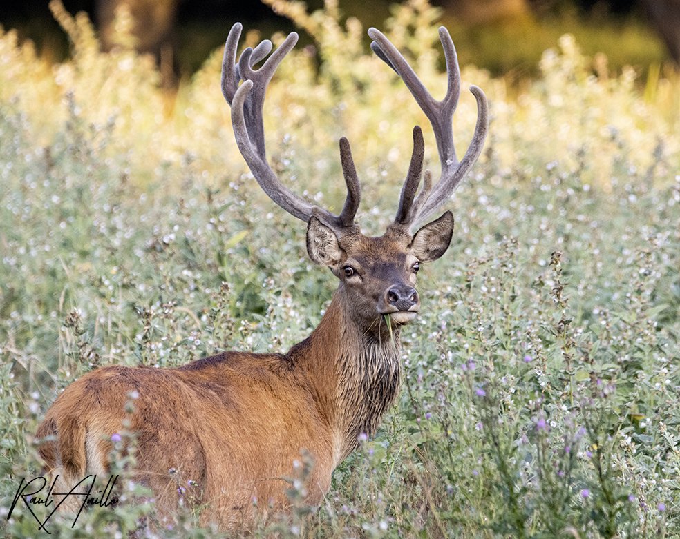 RaulAnillo's tweet photo. Un día cualquiera en los #HumedalesSalburua
A poco más de un mes para el empiezo de la Berrea los ciervos en Salburua ya lucen una espectacular cornamenta 
#wildlifephotography 
#wildlife_shot
#photowildlife 
#photo https://t.co/8LyThWIv20