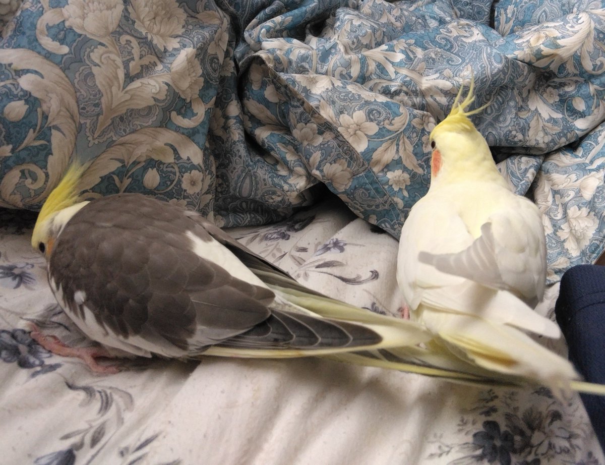 ESTEL0131's tweet photo. 家族が増えました🦜 https://t.co/QtwRrLtAHQ