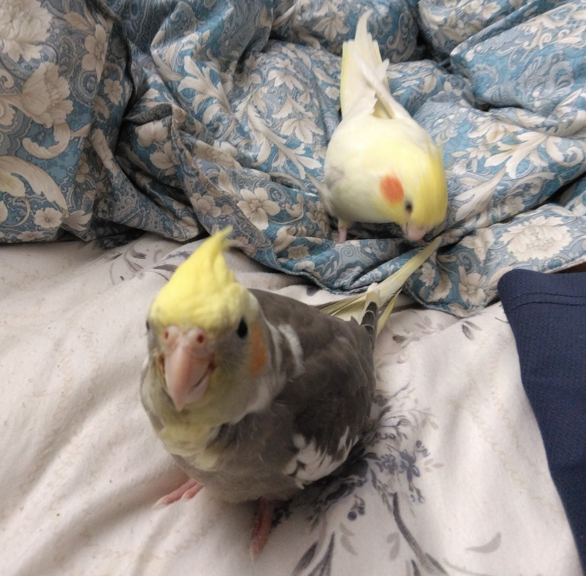 ESTEL0131's tweet photo. 家族が増えました🦜 https://t.co/QtwRrLtAHQ