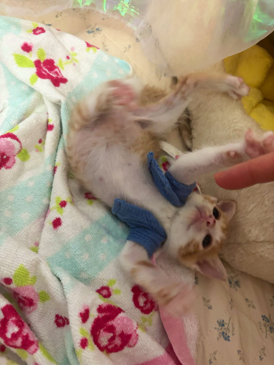 yapomesa's tweet photo. 社畜ども
遅れたが休日出勤用子猫の配給だ
休日出勤用に鮮度が高く大変栄養価の高いぽんぽんだ
かなり効き目が強いので用法を守って摂取するように https://t.co/uRpnvsUI4O