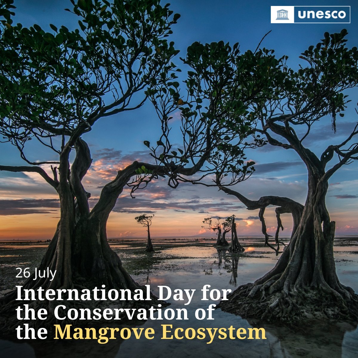 parvez_masuda's tweet photo. ๐ฟ Mangroves are lifelines #ForThePeople and the planet.
Through UNESCO-designated sites, UNESCO works with communities to conserve and restore mangrove ecosystems that protect coastlines, support biodiversity and strengthen climate resilience.
๐ https://t.co/Dt1NYYY5k6โฆ https://t.co/inYz4kpZW9