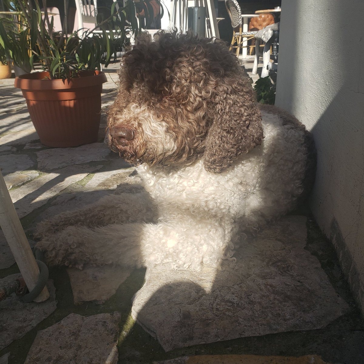 SekaSpoki's tweet photo. Kakav divan dan za šetnju!!! 🐕‍🦺🍀❤ https://t.co/pskuecM2JN