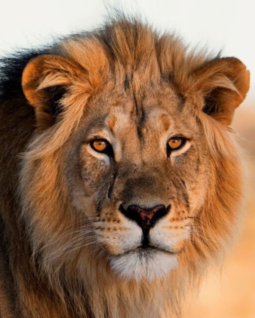 statsglobe's tweet photo. 🦁 Lions in the world:

1. 🇹🇿 Tanzania – 14,500
2. 🇿🇦 South Africa – 3,284
3. 🇧🇼 Botswana – 3,063
4. 🇰🇪 Kenya – 2,515
5. 🇿🇲 Zambia – 2,349
6. 🇿🇼 Zimbabwe – 1,362
7. 🇪🇹 Ethiopia – 1,239
8. 🇸🇸 South Sudan – 866
9. 🇳🇦 Namibia – 801
10. 🇲🇿 Mozambique – 678
11. 🇮🇳 India – 674
12. 🇺🇬 Uganda – 493
13. 🇨🇲 Cameroon – 270
14. 🇨🇩 DR Congo – 210
15. 🇸🇩 Sudan – 183
16. 🇧🇫 Burkina Faso – 155
17. 🇳🇪 Niger – 134
18. 🇧🇯 Benin – 120
19. 🇹🇩 Chad – 115
20. 🇳🇬 Nigeria – 50
21. 🇷🇼 Rwanda – 40
22. 🇦🇴 Angola – 35
23. 🇸🇳 Senegal – 30
24. 🇲🇼 Malawi – 17
25. 🇨🇫 Central African Republic – 10
26. 🇬🇦 Gabon – 2

Source: World Population Review