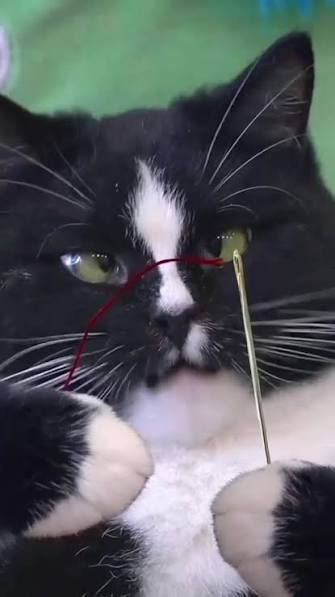 meow2you's tweet photo. This is why mice charge a fortune to thread needles for cats. They know they're saving the vision of all the felines. 🪡😹
#NationalThreadTheNeedleDay
@ThePhilosopurr @GeneralCattis @HarryCatPurrs @LuminousNumino1 @TERRYW_UK @MewllerRobert @briano29 @eliznoelle @EringoB02429272 https://t.co/9WBpv3hwEE