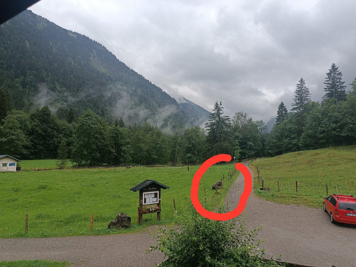 JutzPah's tweet photo. @DiePauline_neu Winkende Sonnenschirme gab es hier schon viele! 🙄 Aber ich habe die Tage ein Schaf mit besonders schönem Fell auf der Wiese entdeckt: https://t.co/tMPsDevJ8C