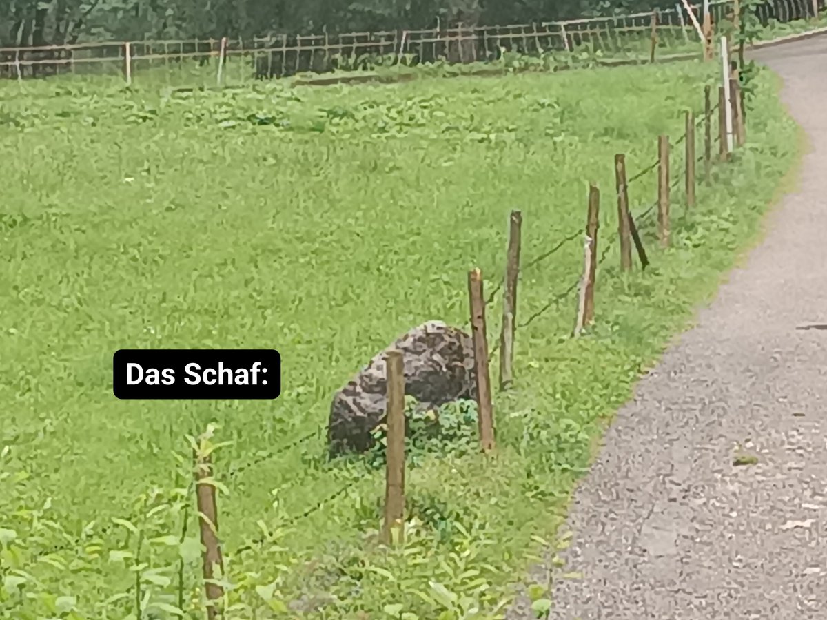 JutzPah's tweet photo. @DiePauline_neu Winkende Sonnenschirme gab es hier schon viele! 🙄 Aber ich habe die Tage ein Schaf mit besonders schönem Fell auf der Wiese entdeckt: https://t.co/tMPsDevJ8C