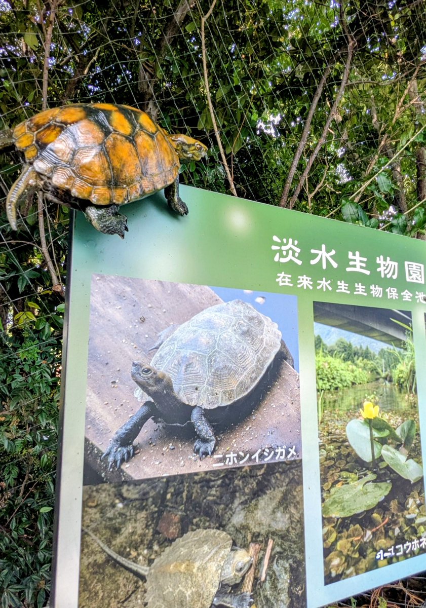 zooreplab's tweet photo. 淡水生物園で生まれたニホンイシガメの幼体は、毎年いったん回収して、カラス（ネコやアライグマも）による捕食被害を避けられる場所で飼育。少し大きくなってから淡水生物園に戻しています。今年初めてニホンイシガメエリア全体をネットで覆い、監視カメラも設置。昨日、園内に放流しました。 https://t.co/wV7vbdRnEm