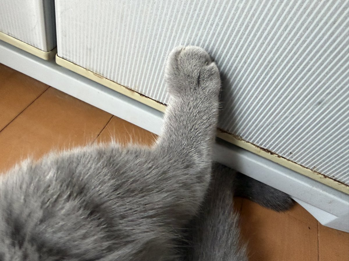 maruru_british's tweet photo. あんよが可愛すぎるまるるでこんにちは～🐈‍⬛ https://t.co/wWVjrg8b3E